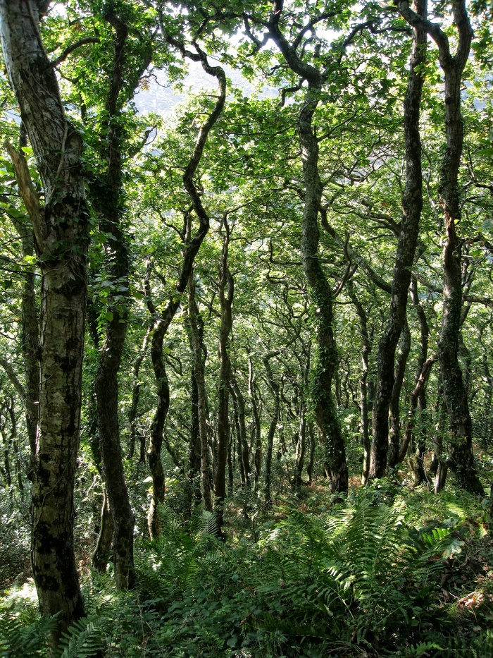 林地, 树, 森林, 斑驳, 景观, 粗糙, 叶子, 分支机构