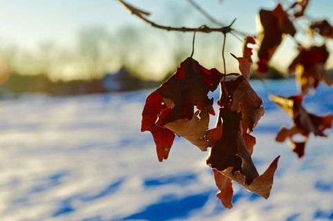 美国，艾姆斯伯里，伍德索姆农场，树叶，坚持，死亡，冬天，白色