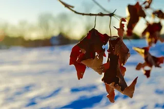 美国，艾姆斯伯里，伍德索姆农场，树叶，坚持，死亡，冬天，白色
