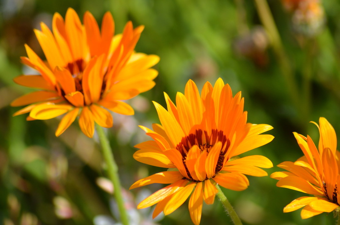 花，自然，花粉，夏天的花，橘子花，花瓣，花园，绿色
