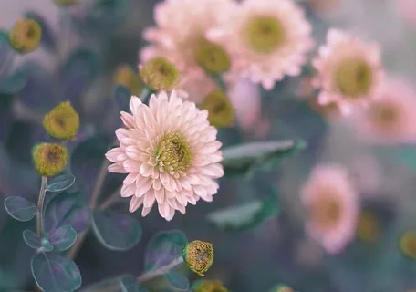 花,植物,自然,夏天,花园,开花植物,植物,新鲜度 花,植物,自然,夏天,花园,开花植物,植物,新鲜度