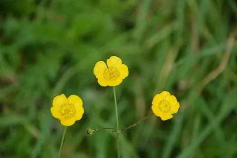 黄花,毛茛,草,自然,花,国家,开花,前 黄花,毛茛,草,自然,花,国家,开花,前