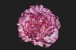 康乃馨、花朵、微距、微距摄影、闪光灯、闪光摄影、水、紫色