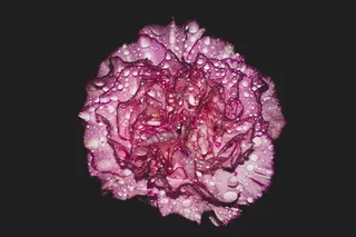 康乃馨、花朵、微距、微距摄影、闪光灯、闪光摄影、水、紫色