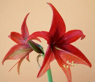 石蒜，圆锥花序，球茎植物，开花植物，花，花瓣，植物，新鲜度