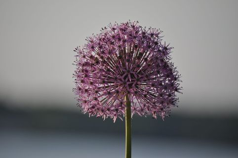 美国、阿提塔什湖、紫色、葱、夏季、洋葱、葱、花卉