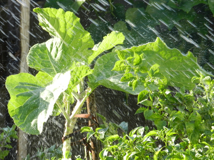 羽衣甘蓝、雨水、verdura、叶子、植物部分、绿色、自然、潮湿