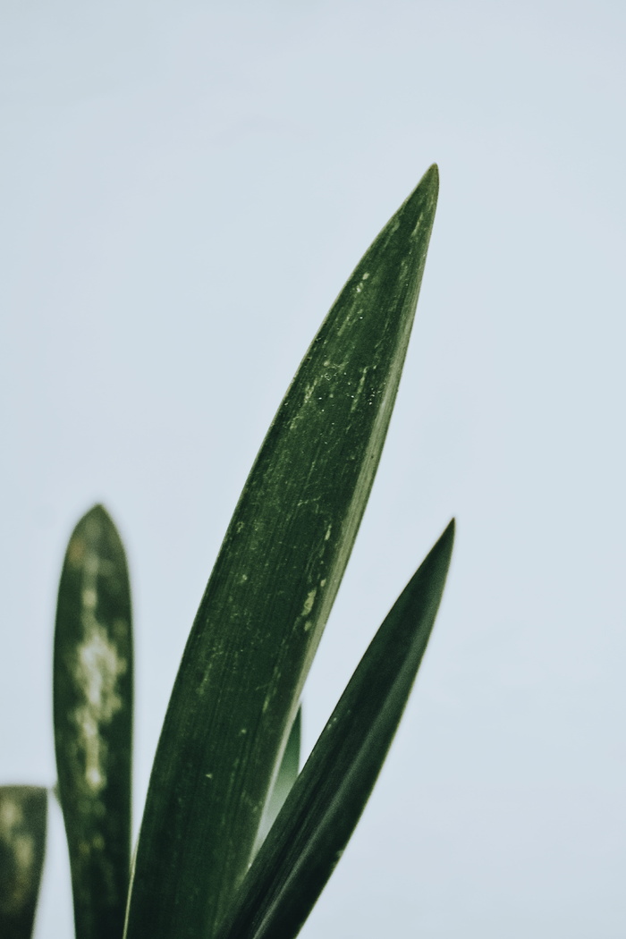 绿叶植物特写摄影
