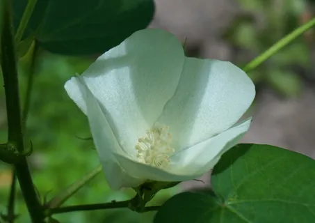 棉花花,棉花,花,开花,开花,植物,棉花植物,白色 棉花花,棉花,花,开花,开花,植物,棉花植物,白色