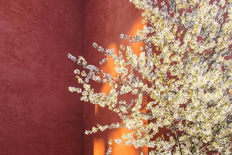 白色丛生的花,白色,黄色,植物,墙,花,光,自然 白色丛生的花,白色,黄色,植物,墙,花,光,自然