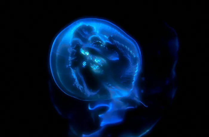 蓝色水母，蓝色，烟雾奇幻，数码，壁纸，海洋生物，水母，彩色