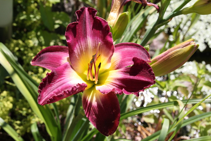 花，自然，植物，花园，叶，黄花菜，特写，农舍花园