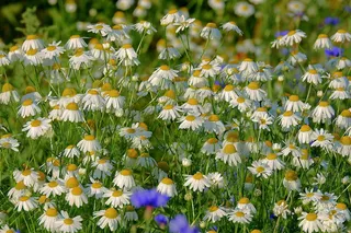 甘菊, 草甸, 花, 性质, 植被, 开花, 开花植物, 花