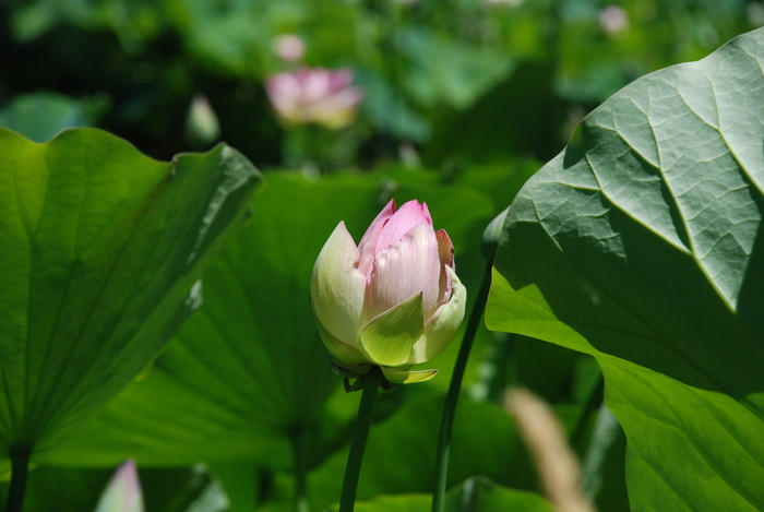 莲花，宁静，莲花，莲花芽，植物，绿色，生长，叶子