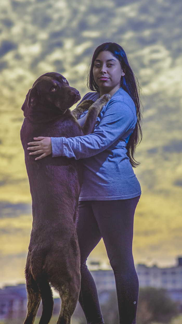 美国，沃思堡，拉布拉多，巧克力实验室，狗，巧克力，宠物，史诗