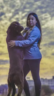 美国，沃思堡，拉布拉多，巧克力实验室，狗，巧克力，宠物，史诗