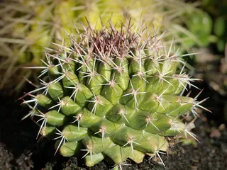 仙人掌，植物几何学，植物结构，仙人掌科，多刺，多汁，更尖锐，多汁植物