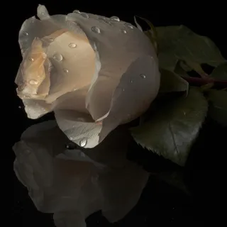 玫瑰，美丽，花园，白色，白色，花，花园，白色，花，倒影