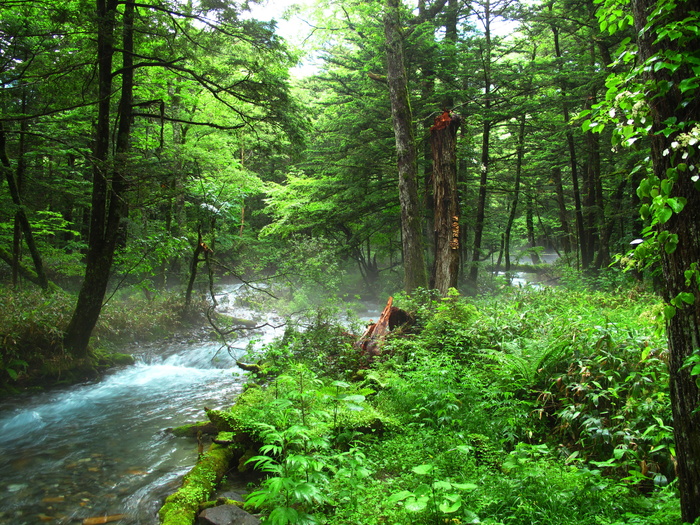 kamikochi，森林浴，自然，负离子，森林，河流，舒适，自然