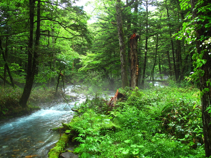 kamikochi，森林浴，自然，负离子，森林，河流，舒适，自然