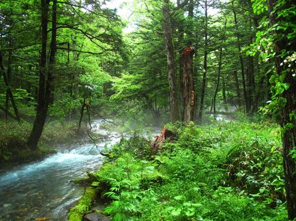 kamikochi，森林浴，自然，负离子，森林，河流，舒适，自然