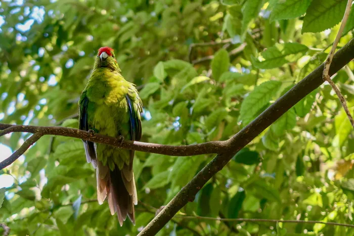 鸟类、动物、鹦鹉、植被、植物、新西兰、奥托罗汉加、金刚鹦鹉