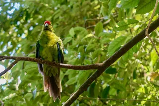 鸟类、动物、鹦鹉、植被、植物、新西兰、奥托罗汉加、金刚鹦鹉