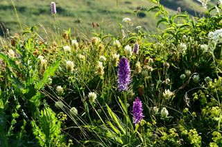 花，自然，宏，春天的花，植物，花，叶都，春天