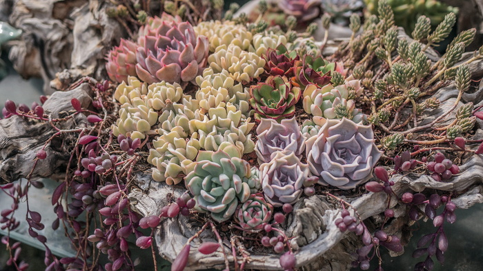 自然，水，户外，海洋，海洋，海洋生物，动物，礁石