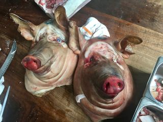 美国，旧金山，trou normand，猪头，蓝眼睛，屠夫，charcuterie，刀