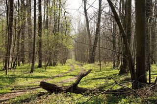 森林，春天，小路，树木，落叶，绿色，自然，散步