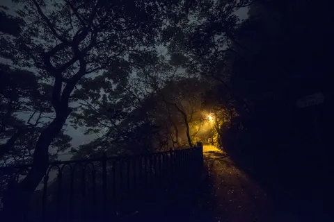 树木轮廓 树木轮廓