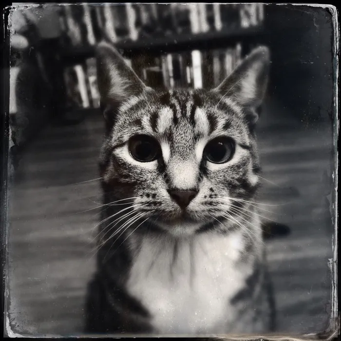 猫，家猫，动物，猫脸，动物肖像，美泽，宠物，阿迪达斯