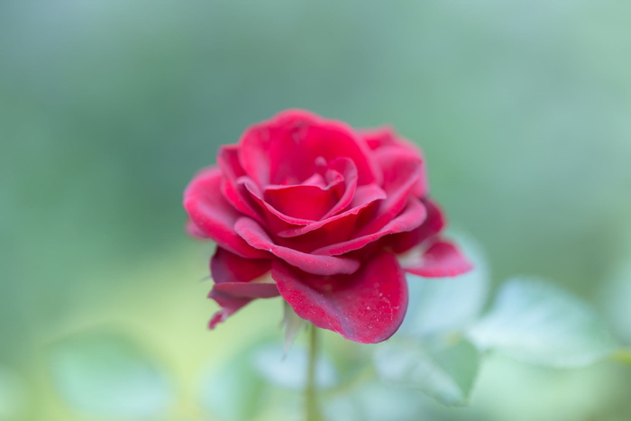 红花，选择性，照片，粉色，玫瑰色，红色，花瓣，花