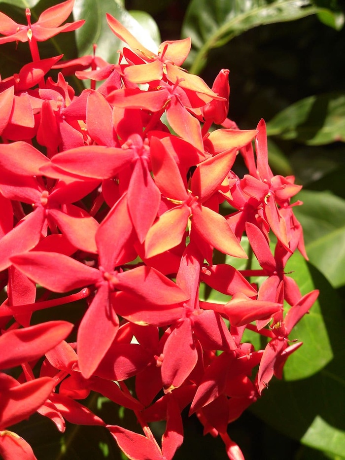 花卉、植物、花园、花瓣、自然、红色、特写、生长