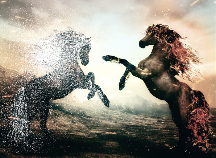 马，马，图片合成，pferdeportrait，动物，图像编辑，动物世界，数字