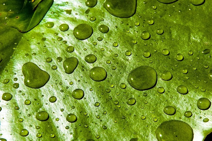 水，莉莉，水滴，池塘，湿，绿色，水滴，特写
