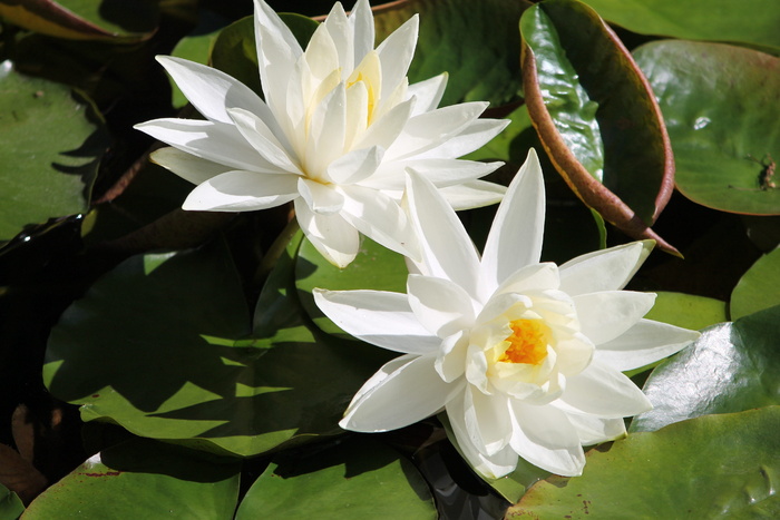 白色和黄色莲花、水礼来、花、水、池塘、植物、白色