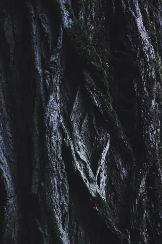 绿色和棕色树干的特写照片