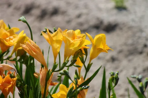 照片，钟形，黄色，花瓣状花朵，sia，schnittblume，花朵，花朵