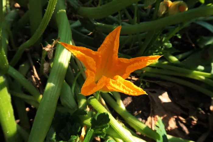 花园，夏天，自然，开花，开花，西葫芦，特写，橙色