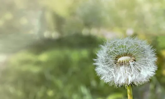 白色蒲公英的特写照片 白色蒲公英的特写照片