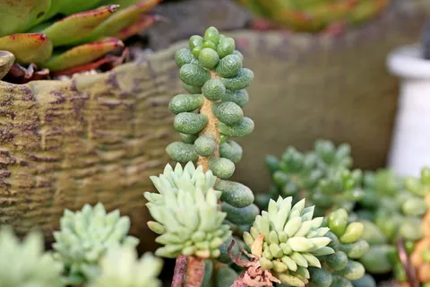 肉质植物,肉质在这,仙人掌,花园,花,植物,花园,盆栽植物 肉质植物,肉质在这,仙人掌,花园,花,植物,花园,盆栽植物
