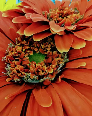 橙色，非洲，雏菊，花，开花植物，植物，自然之美，花瓣