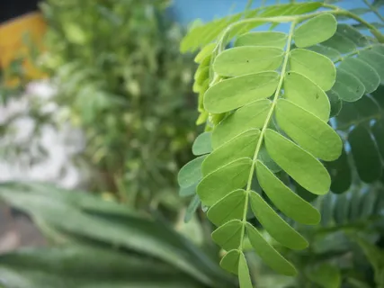 离开,离开,模糊,背景,自然,植物,绿色,自然 离开,离开,模糊,背景,自然,植物,绿色,自然