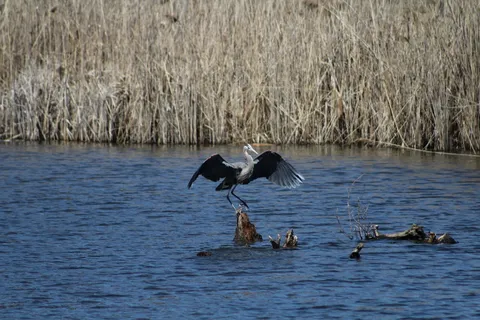 鸟，着陆，翅膀，拍动，中间着陆，野生动物，野生动物，脊椎动物