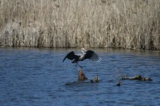 鸟，着陆，翅膀，拍动，中间着陆，野生动物，野生动物，脊椎动物