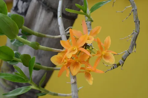花,橙兰花,自然,花园,植物,开花植物,花,自然之美 花,橙兰花,自然,花园,植物,开花植物,花,自然之美