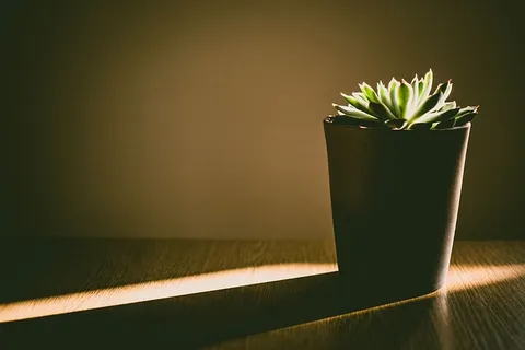 绿色多汁植物 绿色多汁植物
