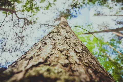 树,树皮,树皮,树干,纹理,树,树皮,背景,性质 树,树皮,树皮,树干,纹理,树,树皮,背景,性质